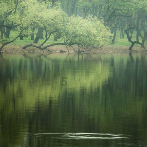 贵州“茶奶奶”：背篓撑起村里的茶产业